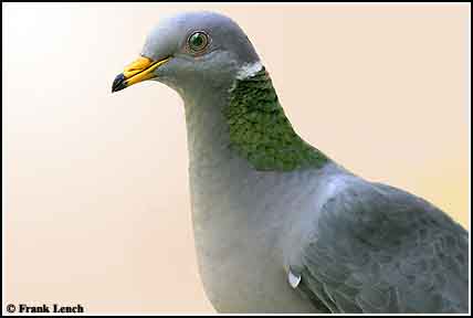 Band-tailed Pigeon - Patagioenas fasciata