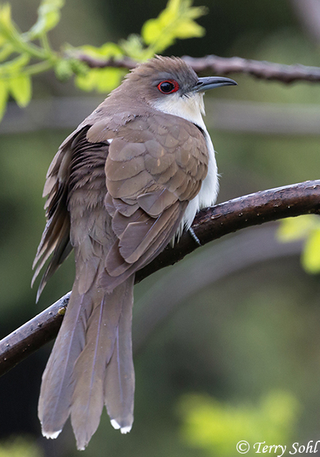 Black-billed Cuckoo - Coccyzus erythropthalmus