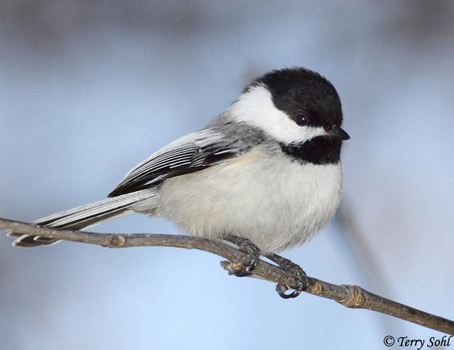 Black-capped Chickadee - Poecile atricapillus