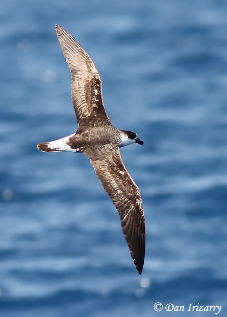 Black-capped Petrel - Pterodroma hasitata