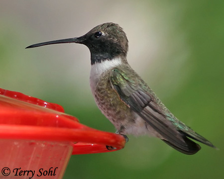 Black-chinned Hummingbird - Archilochus alexandri