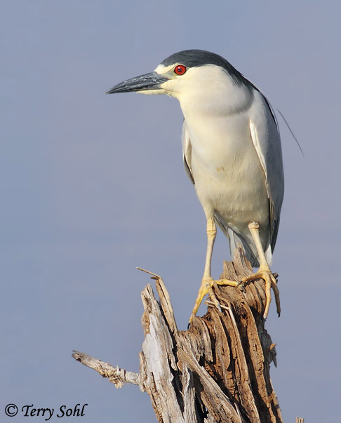 Black-crowned Night-Heron - Nycticorax nycticorax