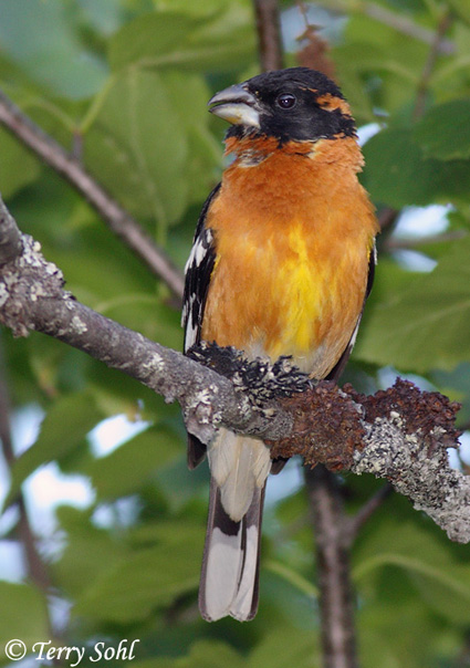 Black-headed Grosbeak - Pheucticus melanocephalus