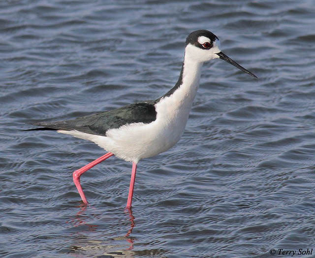 Black-necked Stilt - Himantopus mexicanus