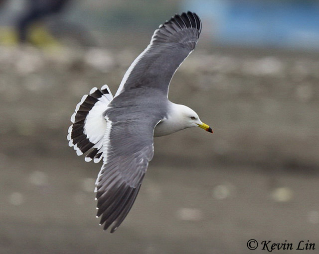 Black-tailed Gull - Larus crassirostris