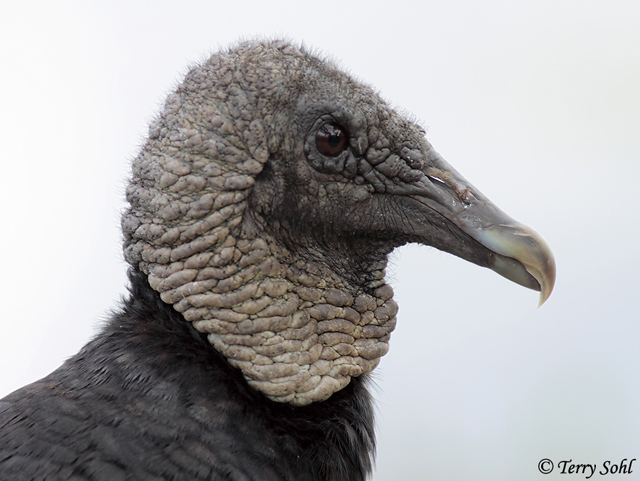 Black Vulture - Coragyps atratus