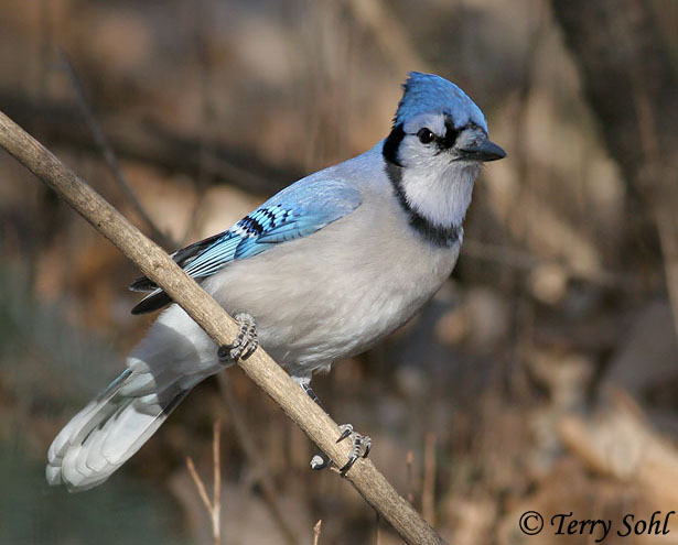 Blue Jay - Cyanocitta cristata