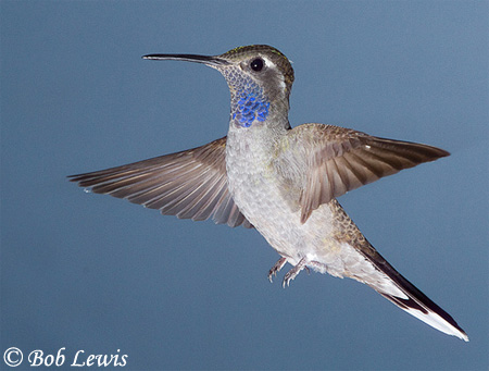 Blue-Throated Hummingbird - Lampornis clemenciae