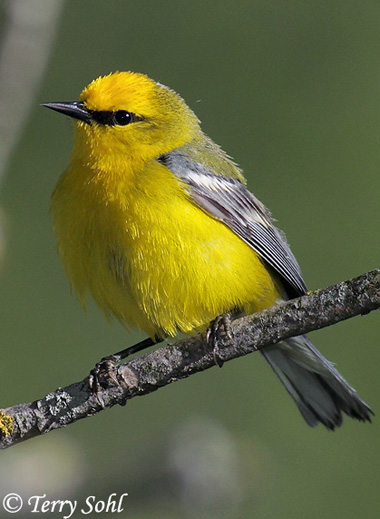 Blue-winged Warbler - Vermivora cyanoptera