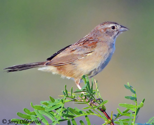Botteri's Sparrow - Peucaea botterii