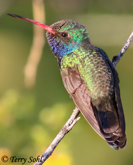 Broad-billed Hummingbird - Cyanthus latirostris