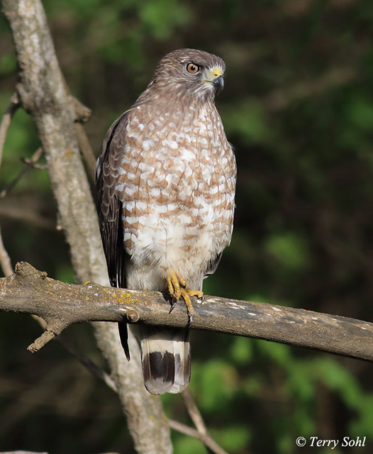 Broad-winged Hawk - Buteo platypterus 