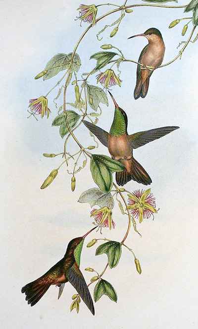 Buff-bellied Hummingbird - Amazilia yucatanensis