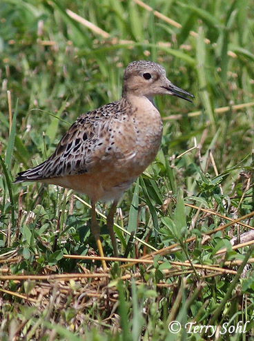 Buff-breasted Sandpiper - Calidris subruficollis