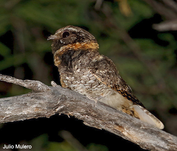 Buff-collared Nightjar - Antrostomus ridgwayi