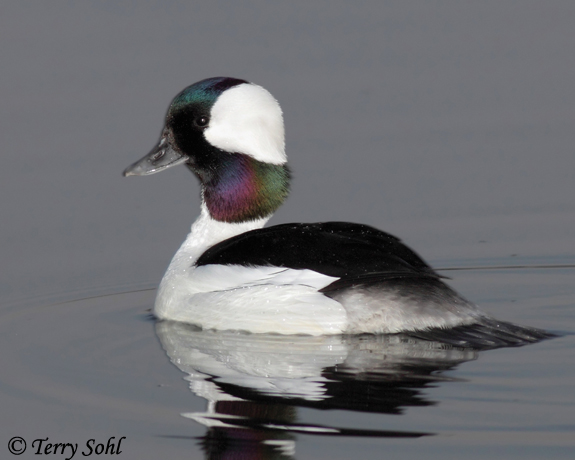 Bufflehead - Bucephala albeola