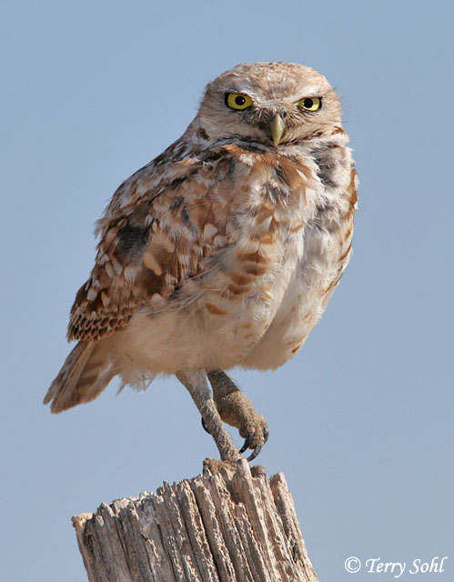 Burrowing Owl - Athene cunicularia