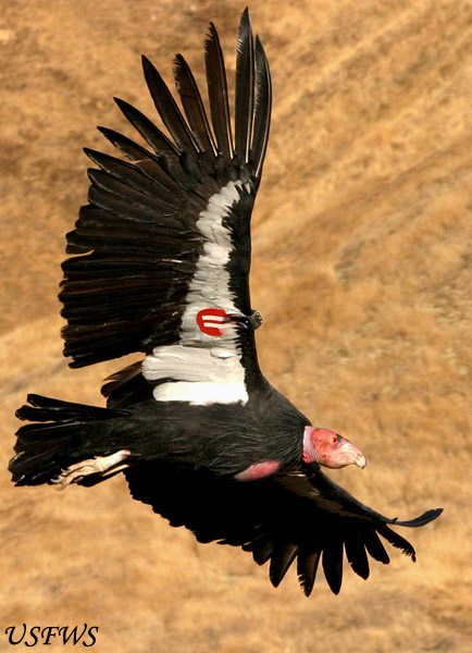 California Condor - Gymnogyps californianus