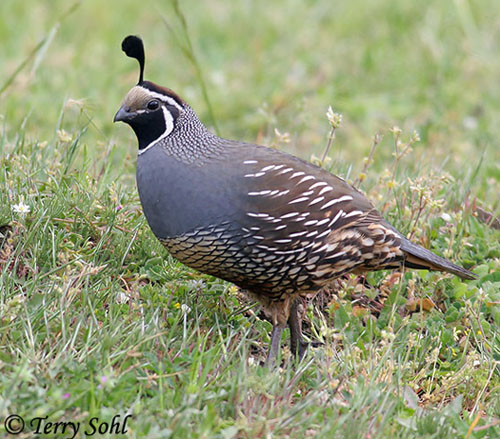 California Quail - Callipepla californica