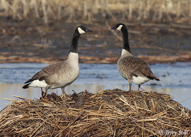 Geese That Migrate