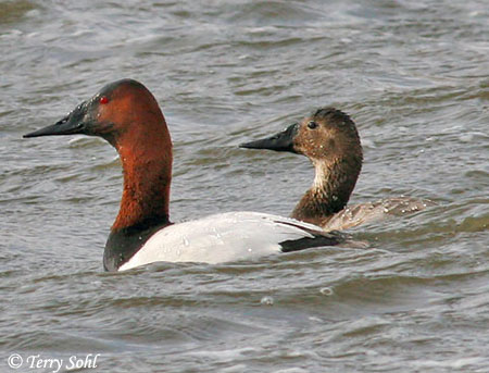 Pictures Of Canvasback - Free Canvasback pictures 