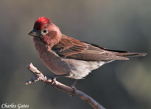 Cassin's Finch - Haemorhous cassinii