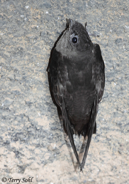 Chimney Swift - Chaetura pelagica