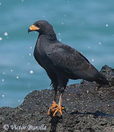 Common Black-Hawk - Buteogallus anthracinus