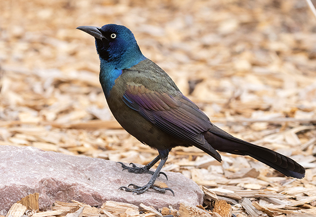 common grackle female. I#39;m a grackle!