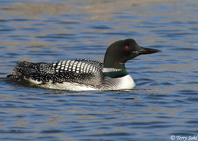 Common Loon - Gavia immer