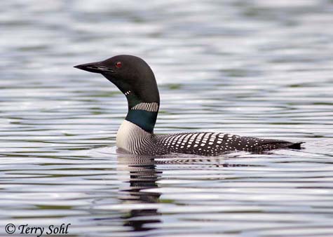 common loon images. Common Loon - Gavia immer