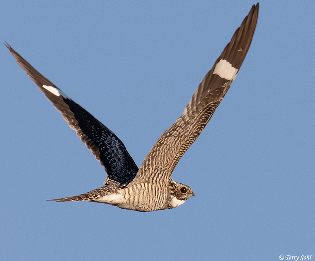 Common Nighthawk Chordeiles Minor