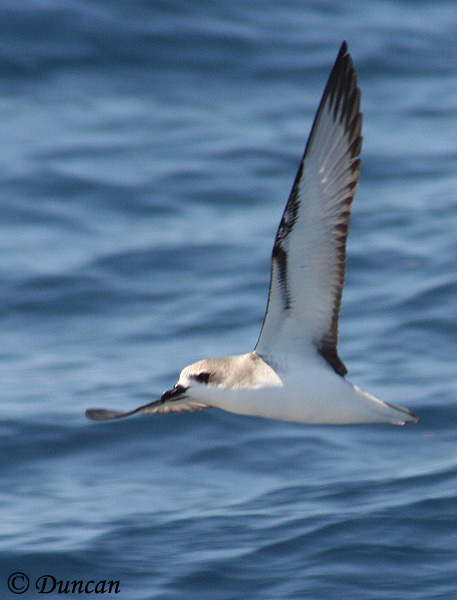 Cook's Petrel - Pterodroma cookii