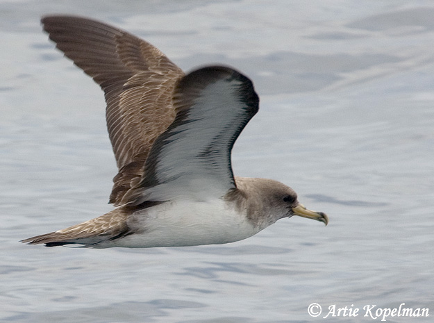 Cory's Shearwater - Calonectria diomedea