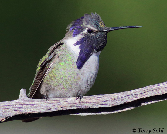 Costa's Hummingbird - Calypte costae