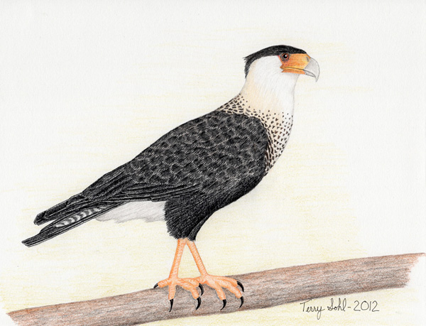 Crested Caracara - Caracara cheriway