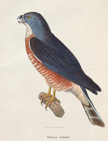 Double-toothed Kite - Harpagus bidentatus