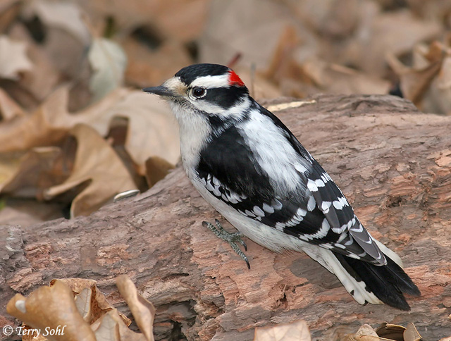 Downy Woodpecker - Dryobates pubescens