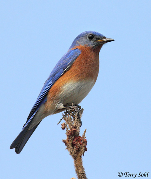 Eastern Bluebird - Sialia sialis