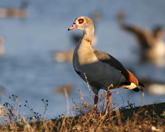 Egyptian Goose - Alopochen aegyptiaca