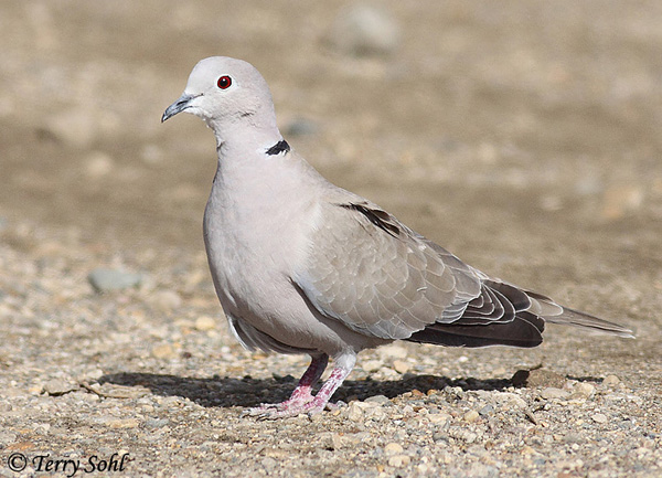 Eurasian Collared Dove - Streptopelia decaocto