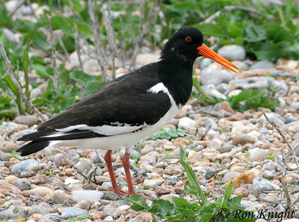 Eurasian Oystercatcher - Haemotopus ostralegus