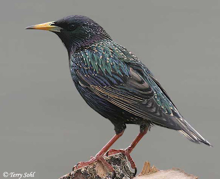The European Starling