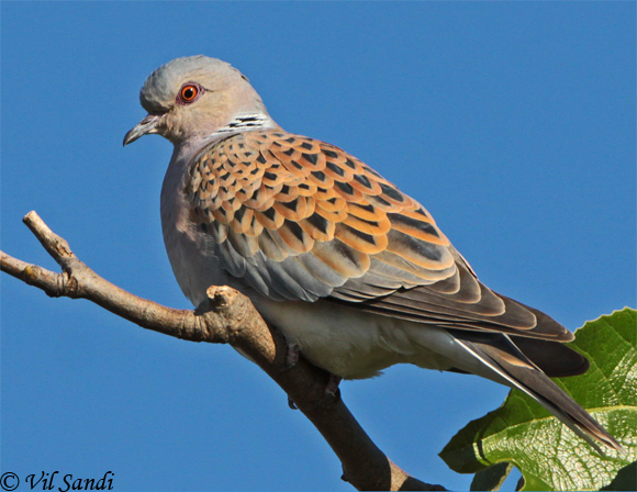 European Turtle-Dove - Streptopelia turtur