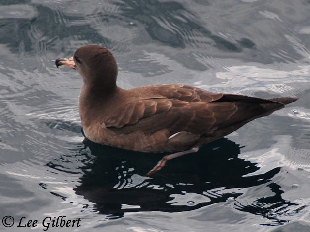 Flesh-footed Shearwater - Ardenna carneipes
