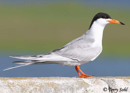 Forster's Tern - Sterna forsteri