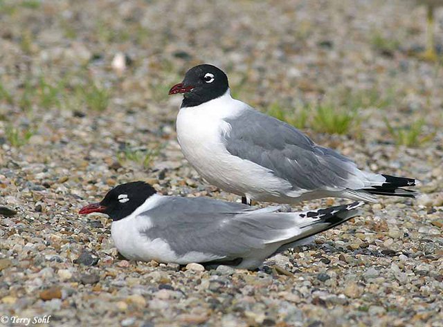 Franklin's Gull - Leucophaeus pipixcan