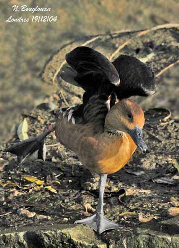 Fulvous Whistling Duck - Dendrocygna bicolor
