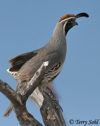 Gambel's Quail - Callipepla gambelii