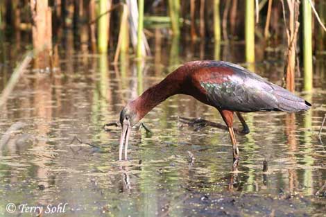 Glossy Ibis - Plegadis falcinellus